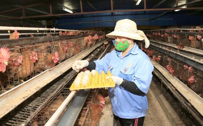 Trang trại nuôi gà của nông dân Hoành Mạnh Ngọc.
